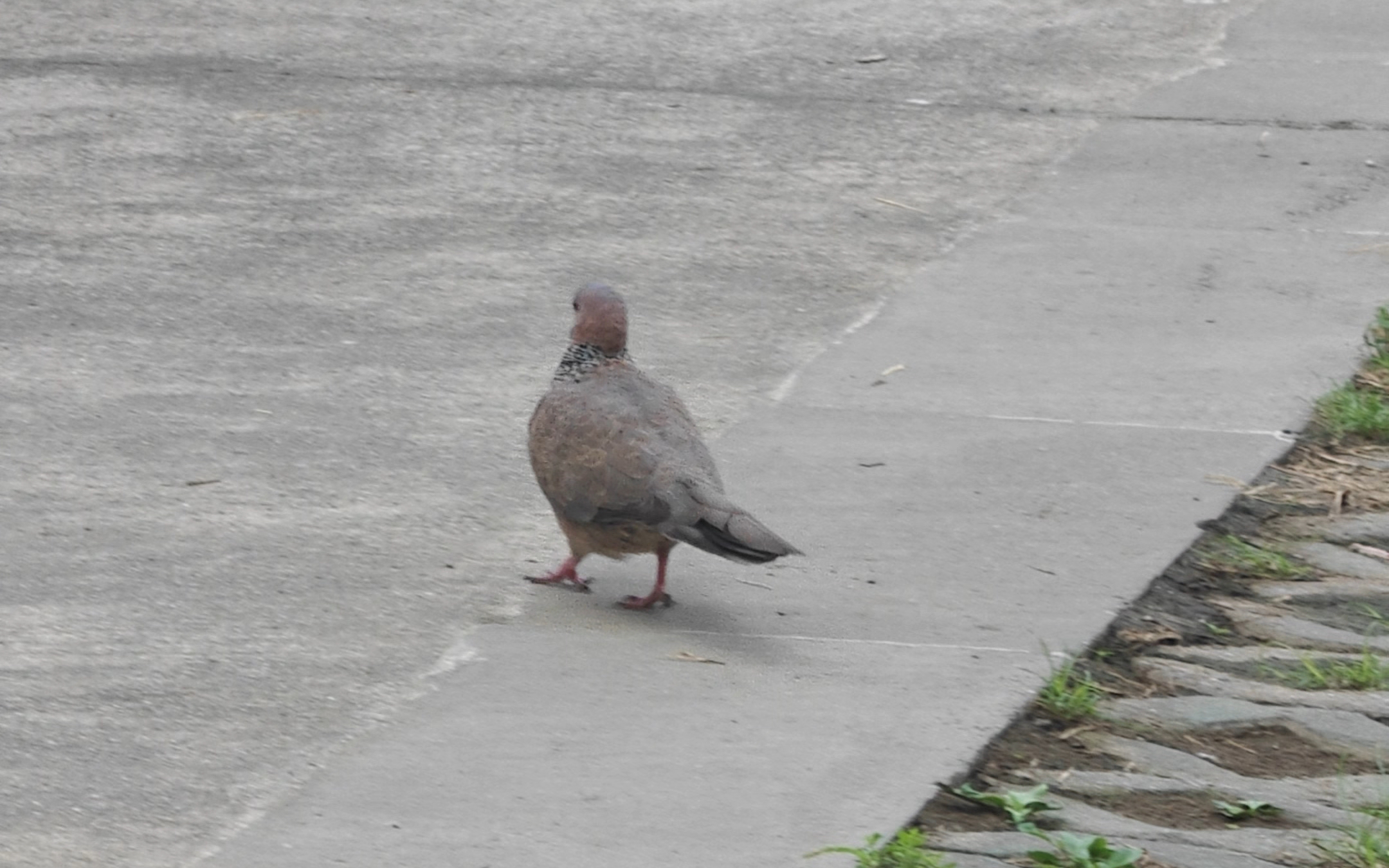 珠颈斑鸠在都市环境中觅食和互动的行为图片