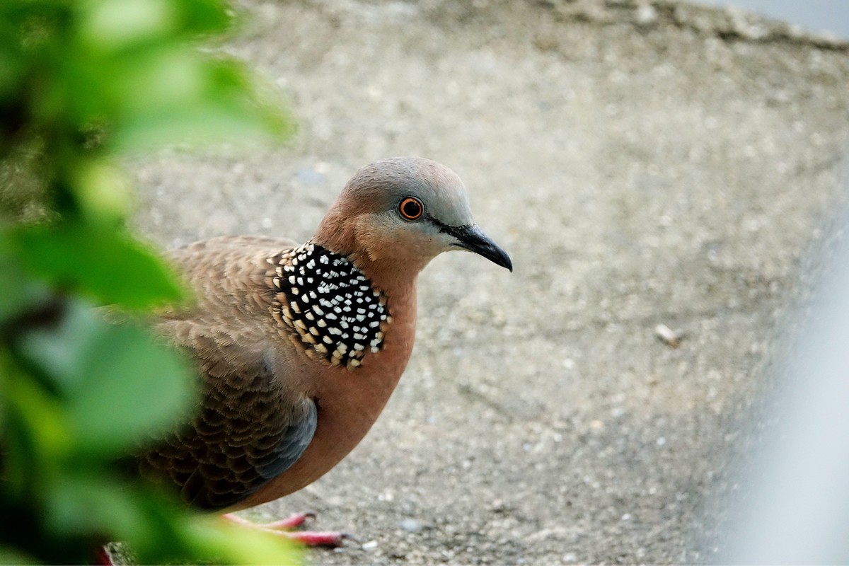 珠颈斑鸠颈部特写图片，清晰展示珍珠状斑点