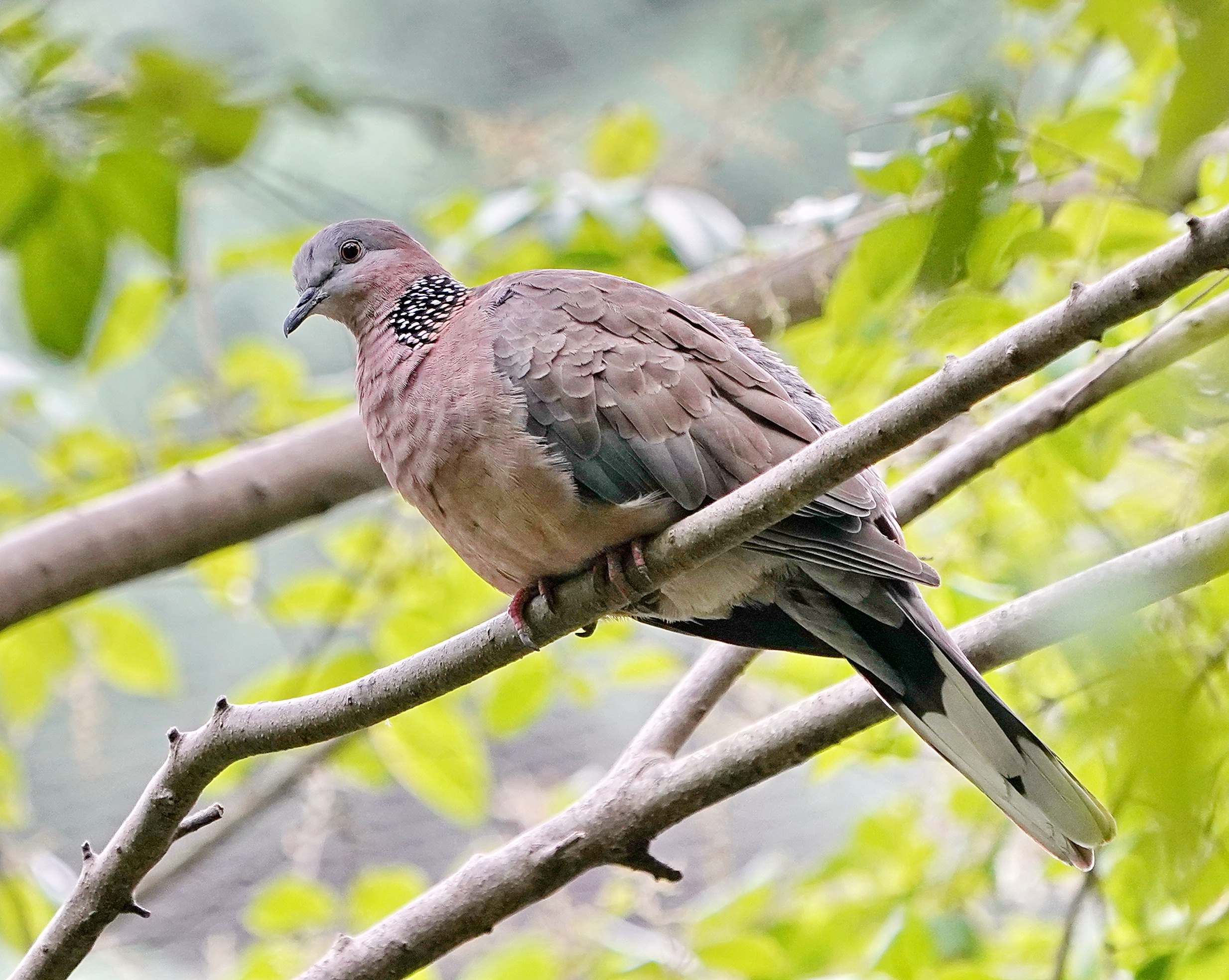 珠颈斑鸠在自然环境中的全景图片，展示其整体形态与栖息环境